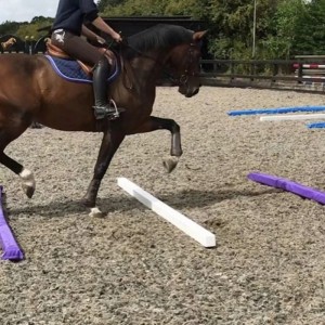 Tiang Trot Tiang Lembut Ringan untuk Latihan Lompat Pertunjukan Kuda